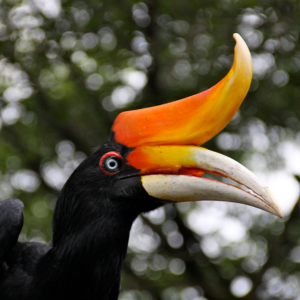 Bird Park Kuala Lumpur