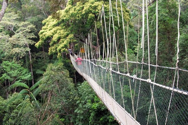 Taman Negara SIC Tour